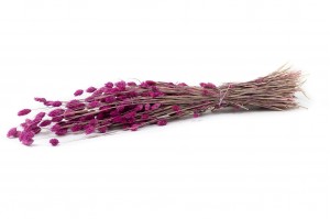 dried-phalaris-18.