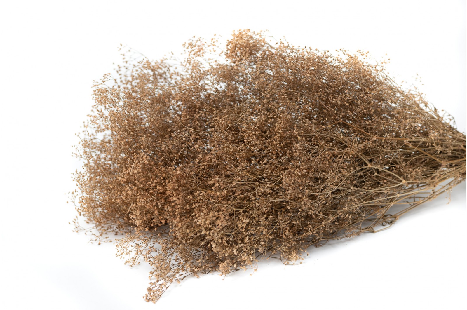 mini-gypsophila-paniculata-8
