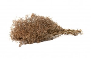 mini-gypsophila-paniculata-8.
