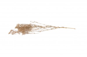 mini-gypsophila-paniculata-8.