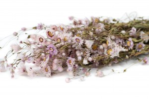 dried-rhodanthe-18