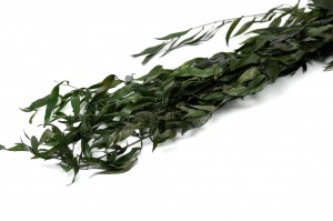 preserved-long-ruscus-8