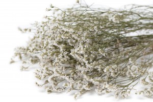 dried-limonium-18