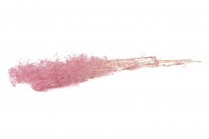 mini-gypsophila-paniculata-8.