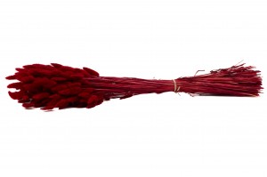 lagurus-sec-8.