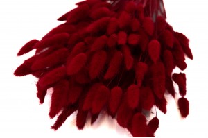 lagurus-sec-8.