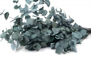 eucalyptus-cinerea-stabilise-6