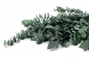 eucalyptus-stuartiana-stabilise-6