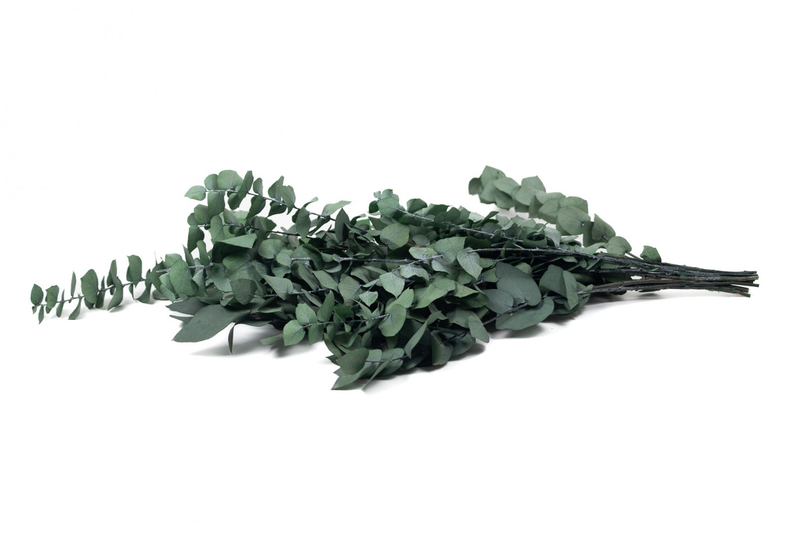 preserved-eucalyptus-stuartiana-6