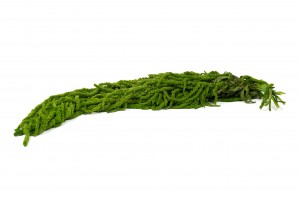 stabilisierter-amarant-fuchsschwanz-26.