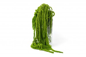 stabilisierter-amarant-fuchsschwanz-26.