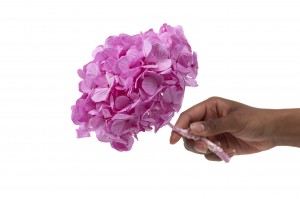 preserved-kiara-hydrangea-o-10-14-cm-37.