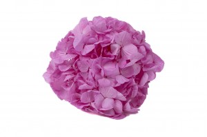 preserved-kiara-hydrangea-o-10-14-cm-37.