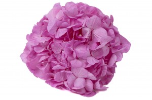 preserved-kiara-hydrangea-o-10-14-cm-37