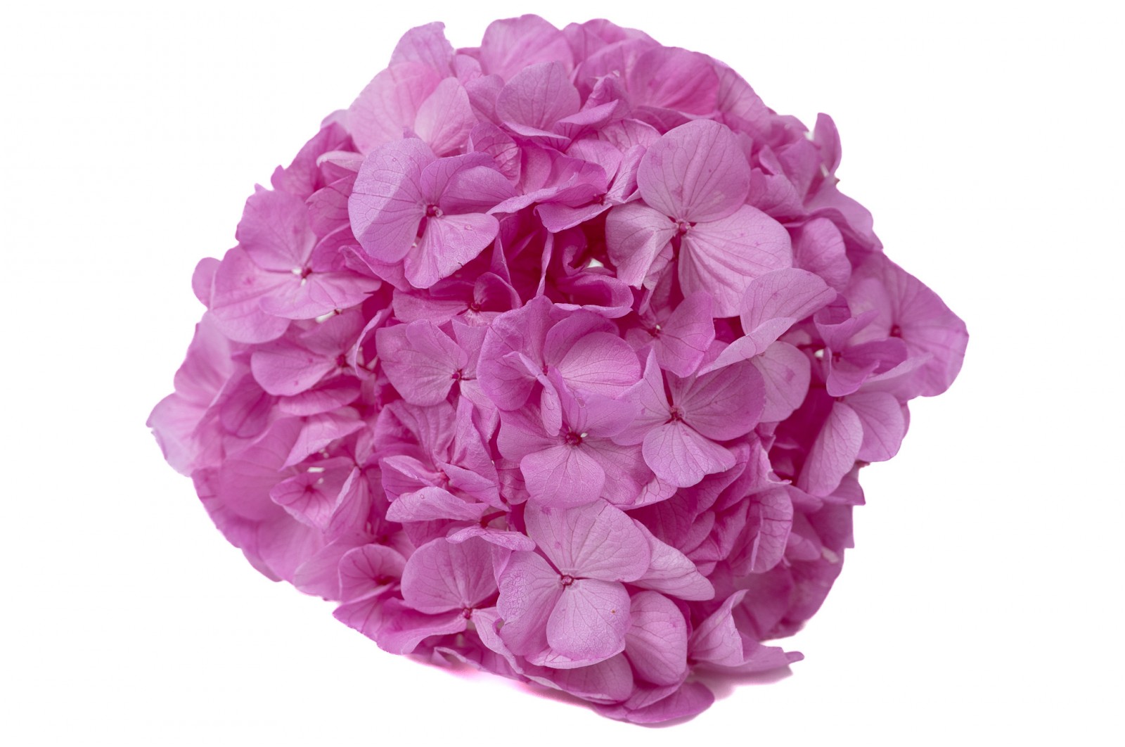 Preserved Kiara hydrangea Ø 10-14 cm (37) preserved-kiara-hydrangea-o-10-14-cm-37