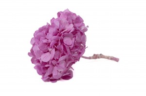 preserved-kiara-hydrangea-o-10-14-cm-37.