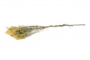 dried-solidago-29.