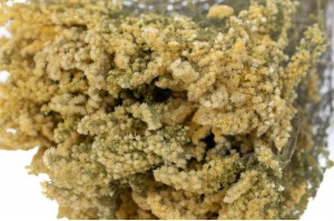 dried-solidago-29