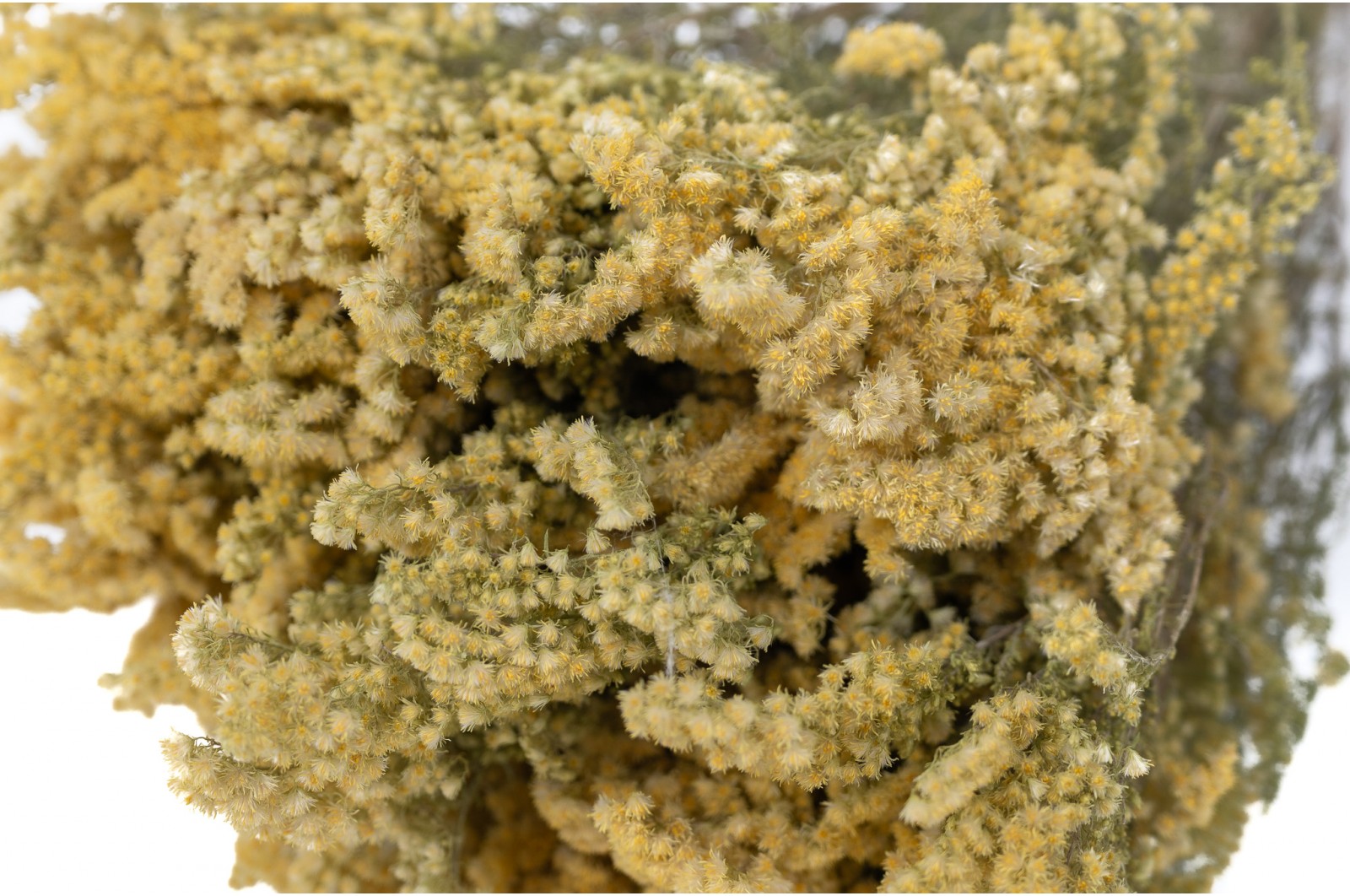 Solidago sec (29) solidago-sec-29