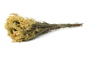 dried-solidago-29.