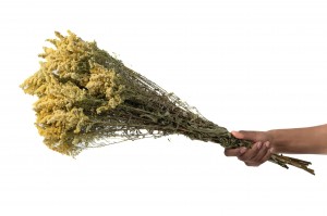 dried-solidago-29.