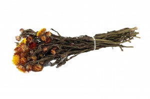 getrocknete-strohblume-18.