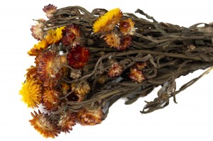 getrocknete-strohblume-18.