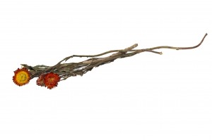 getrocknete-strohblume-18.