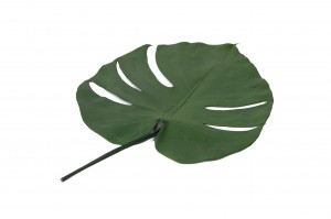 feuilles-de-monstera-stabilisees-30.