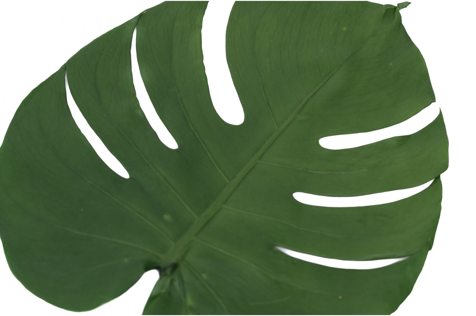 Feuilles de monstera stabilisées (30) feuilles-de-monstera-stabilisees-30