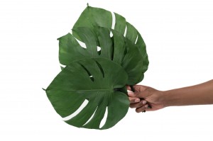 feuilles-de-monstera-stabilisees-30.
