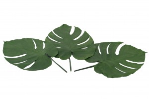 feuilles-de-monstera-stabilisees-30.