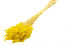 lagurus-sec-12.