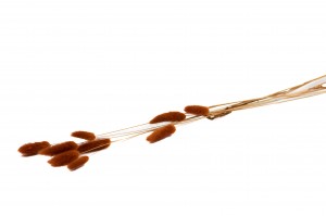 dried-lagurus12.