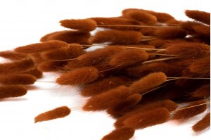 dried-lagurus12.