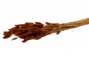 getrockenete-lagurus-12.