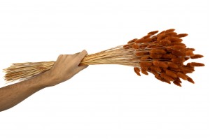 dried-lagurus12.
