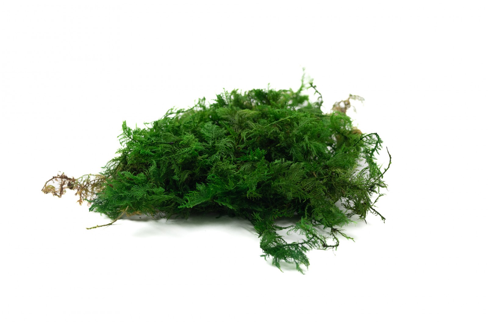 preserved-fern-moss-5-cn