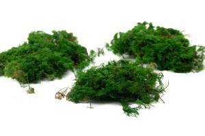 preserved-fern-moss-5-cn.