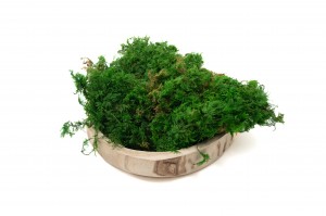 preserved-fern-moss-5-cn.