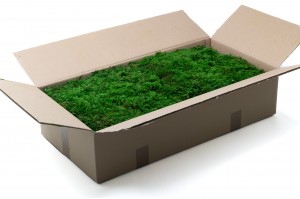 mousse-fougere-stabilisee-5-cn.