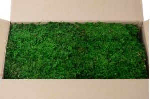 preserved-fern-moss-5-cn.