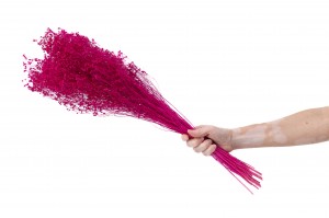 broom-bloom-sec-12.