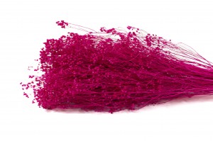 broom-bloom-sec-12.