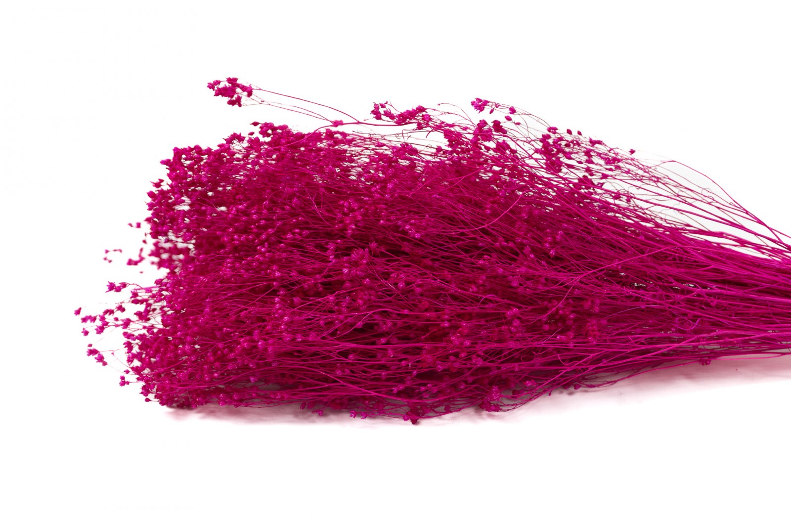 Broom bloom sec (12) broom-bloom-sec-12