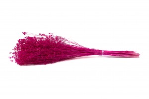 broom-bloom-sec-12.
