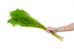 dried-broom-bloom-12.