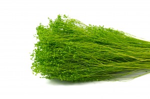 dried-broom-bloom-12.