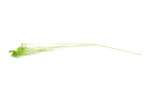 dried-broom-bloom-12.