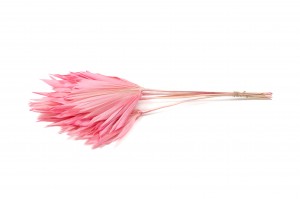trockene-palme-mittel-12.